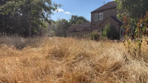 Tall, brown grass on land in front of houses.