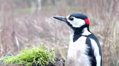 A Great Spotted Woodpecker.