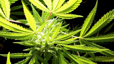 A number of cannabis leave on a plant