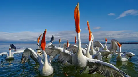 Getty Images A group of Dalmatian pelicans splash in the water with their large bright red beaks up to the sky.