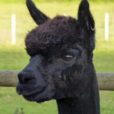 Helen Macdonald Geronimo the alpaca