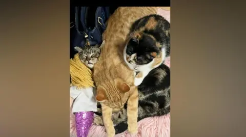 Paula Singleton Three cats asleep and snuggled up to each other. A ginger cat is in the front of the picture. 