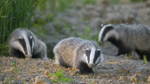 Getty Images Three European badgers snuffle around on dry farmland in the summer as the sun sets, casting golden light on them.