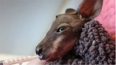 MSPCA Wallaby