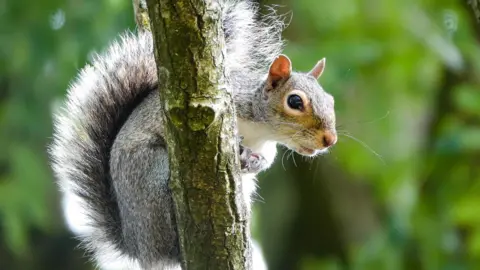 BBC Weather Watchers/Raj's Range A grey squirrel looks around the side of a branch, which it is hanging on to.
