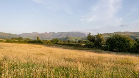 Joe Roper A field with long green and yellow grass and is slightly sloped to the right. There is a line of trees and bushes at the edge of the field on the right and fells in the distance. The light is making the yellow in the grass appear a golden colour. The sky above is a pale blue with thin, wispy clouds.