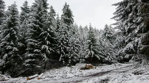 A forest full of pine trees which are covered in thick snow. The sky is pure white and the ground is covered in snow, with several piles of chopped logs stacked up. 