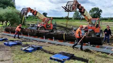 Other Fenland Black Oak lifted from a farmer's field in Methwold Hythe, Norfolk