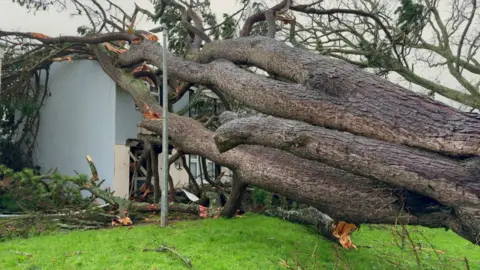 A huge pine tree has fallen and is lying across a two-storey house. It looks like there are four trunks and branches have split when they hit the roof. 