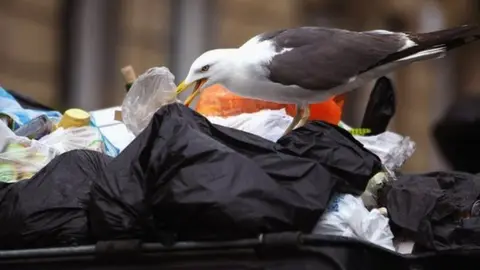 Getty Images Seagull ripping into rubbish bags