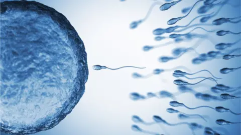 Getty Images Sperm and egg