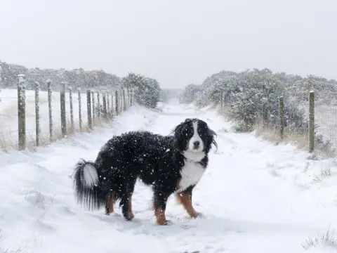 BBC Weather Watcher/iolaire dog in snow in Tain