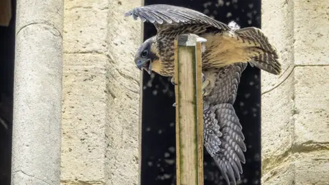 Worcester Cathedral Peregrine falcon