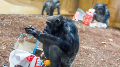 AFP A chimpanzee unwraps a gift in a zoo. It's torn open some festive wrapping paper.