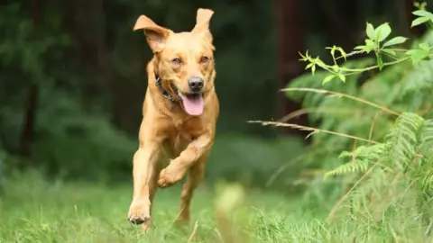 Nottinghamshire Police Rocky