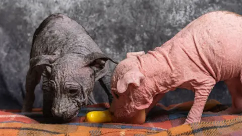 RSPCA Dobby and Winky