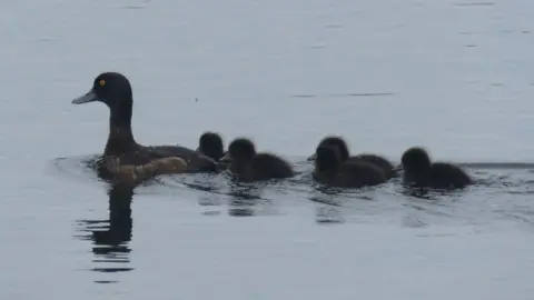 RSPB Tufted ducks