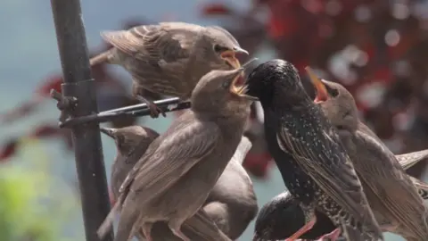 Ann Woosnam Feeding time: These hungry Starlings were pictured by Ann Woosnam in Risca, Caerphilly county
