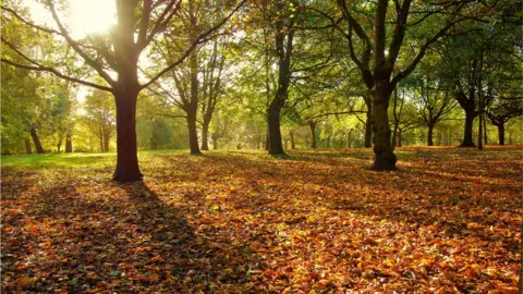 Getty Images Forest