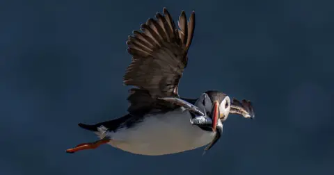 Stephen Kerr A puffin in mid-flight looks in the direction of the camera with two fish in its mouth