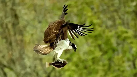A fish is held upside down in the talons of the bird of prey. The osprey is using a lot of power in its brown wings to fly while carrying the fish.