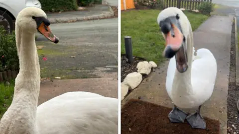 Caitlin Howells Two pictures of a swan - the left has the swan standing on a path looking to the right and the picture on the right has the swan with its mouth open.