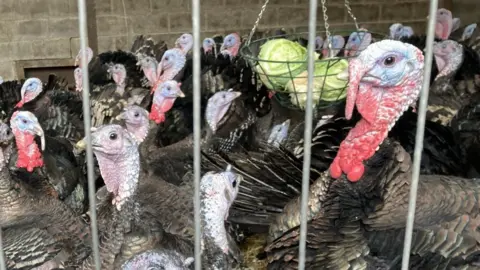 A pen containing a large number of turkeys. They have dark coloured fathers and white heads with red necks. A basket containing cabbages hangs among them for food.