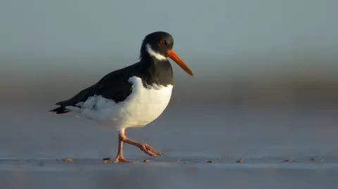 Ben Andrew/RSPB An oystercatcher haematopus ostralegus bird walking alone on a beach. It is black with a long pointy orange beak and a large white chest. It has a red eye. 