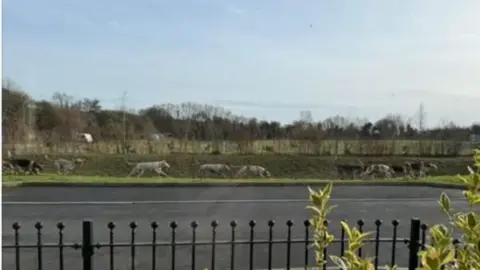 Large hounds are seen running across a grass verge, on the other side of the road to a row of homes.