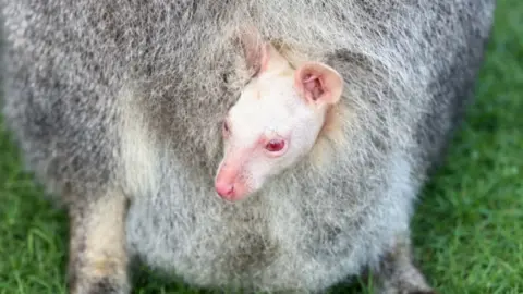 The Little Zoo The albino wallaby inside its mother's pouch. The baby wallaby has pink eyes, pink ears and white fur. Its mother has brown/grey fur.