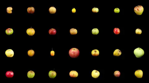 The picture has a collection of various apples arranged in a grid pattern with a black background. There is a total of 35 apples. There are five rows and seven columns. The apples vary in shape, size and colour. Some of them appear to have blemishes or spots on them.