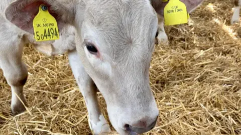 A cow with tags on its ears and walking on straw.
