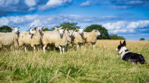 Getty Images A flock of sheep being herded by a border collie.