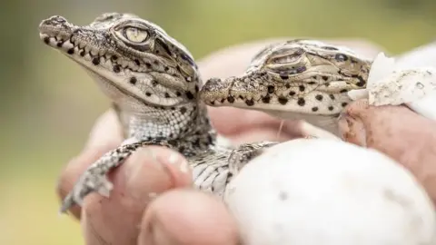 Robin Moore/Re:wild Close-up photo of two Cuban crocodiles in someone's hand. They have brown spots around the mouth and small heads with large mouths.