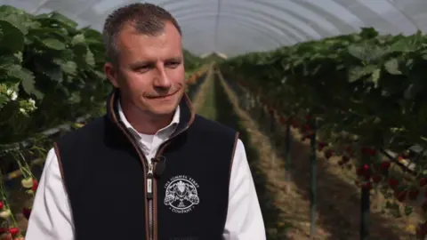 A man in a sleeveless jacket and shirt, standing in a polytunnel. He is between long rows of elevated green plants with lots of strawberries hanging underneath.