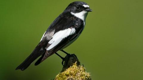 Male pied flycatcher