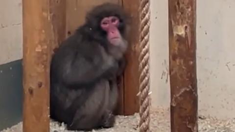 Honshu the runaway macaque