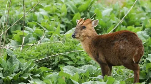 Getty Images A muntjac deer stands in a patch of green plants