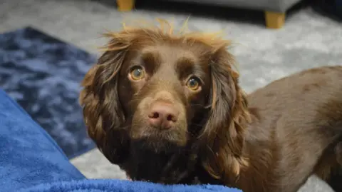 Daisy, a brown cockapoo, looks into the camera. She had long floppy wavy ears and beautiful dark eyes