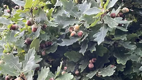 Acorns and leaves. 