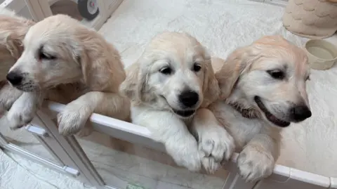 Two adorable golden retriever puppies. They are standing behind a wall together. They look cheeky. 