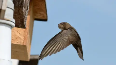 Swift Support Network Swift in Honiton