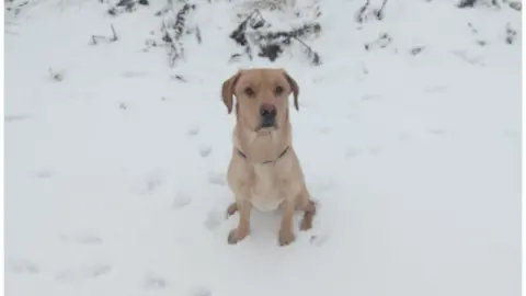 RFC fraser Weather watcher RFC fraser sent this picture of Cooper's snowy adventure in Sanquhar, Dumfries and Galloway