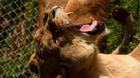 Angie/Africa Life A lion with its mouth open from Africa Live, in Kessingland, Suffolk