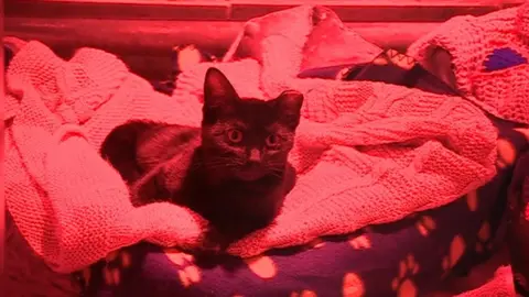 Kitten on cart bed under heat lamp