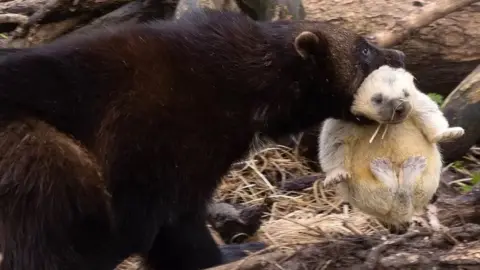 GEORGE CUEVAS Wolverine kit and mother