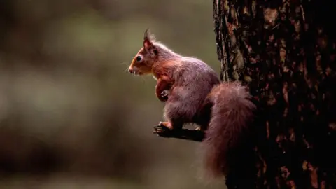 Getty Images A red squirrel sitting on a perch