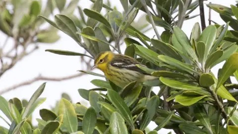 Jonathan Farooqi Bird