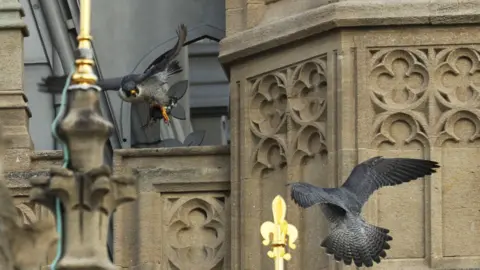Getty Images peregrine falcons outside house of Commons