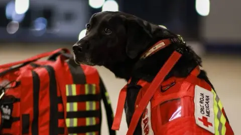 Twitter/m_ebrard A search and rescue dog belonging to a Red Cross team seen at Mexico City airport